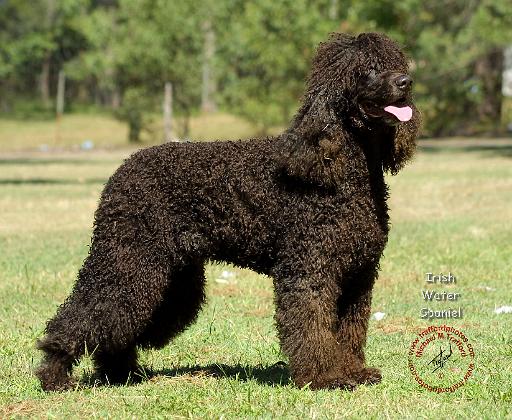 Irish Water Spaniel 9R032D-228.JPG